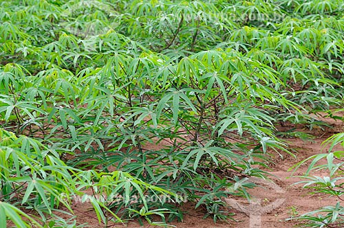  Subject: Cassava planting / Place: Fernandopolis city - Sao Paulo state (SP) - Brazil / Date: 02/2014 