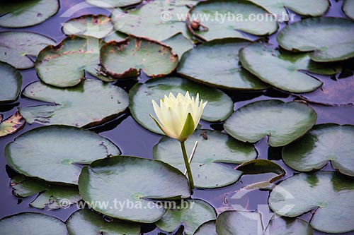  Subject: Victoria regia (Victoria amazonica) flower - also known as Amazon Water Lily or Giant Water Lily - Botanical Garden of Sao Paulo / Place: Agua Funda neighborhood - Sao Paulo city - Sao Paulo state (SP) - Brazil / Date: 10/2011 