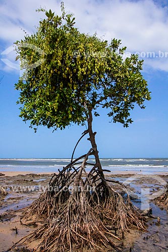  Subject: Tree - Pesqueiro Beach / Place: Para state (PA) - Brazil / Date: 10/2012 