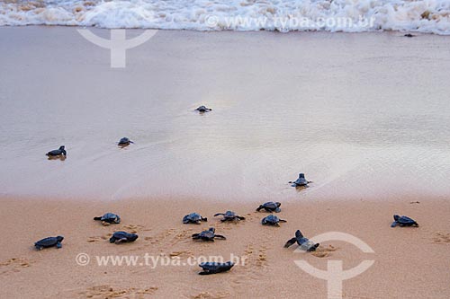  Subject: Leatherback sea turtle pups (Dermochelys coriacea) - also known as Lute turtle - going to sea / Place: Bahia state (BA) - Brazil / Date: 01/2012 