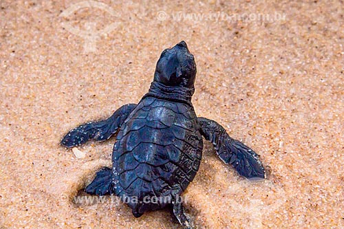  Subject: Leatherback sea turtle pup (Dermochelys coriacea) - also known as Lute turtle - going to sea / Place: Bahia state (BA) - Brazil / Date: 01/2012 