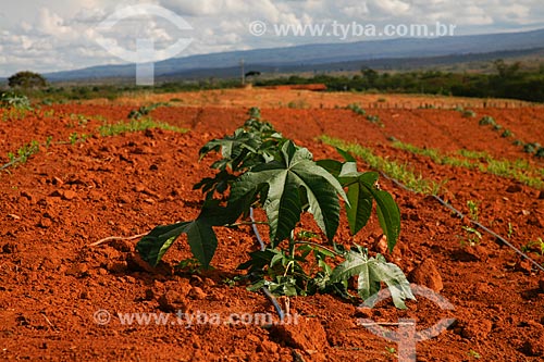  Subject: Castor bean plantation naer to Diamantina Plateau / Place: Bahia state (BA) - Brazil / Date: 04/2013 
