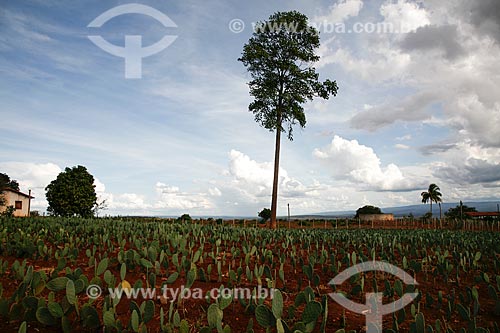  Subject: Paddle cactus plantation (Opuntia cochenillifera) - also known as Nopal / Place: Nova Redencao city - Bahia state (BA) - Brazil / Date: 04/2013 