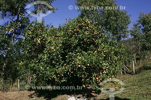  Subject: Tangerine tree near of Serra do Cipo National Park / Place: Santana do Riacho city - Minas Gerais state (MG) - Brazil / Date: 06/2007 
