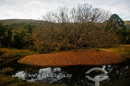  Subject: Tree without leaves - Matutu Valley / Place: Aiuruoca city - Minas Gerais state (MG) - Brazil / Date: 06/2010 