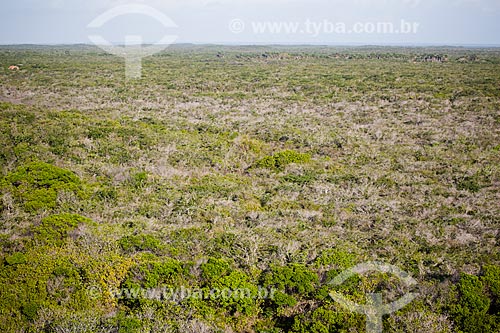  Subject: Transitional vegetation between caatinga and restinga in the surroundings of the Lençois Maranhenses National Park / Place: Barreirinhas city - Maranhao state (MA) - Brazil / Date: 06/2013 