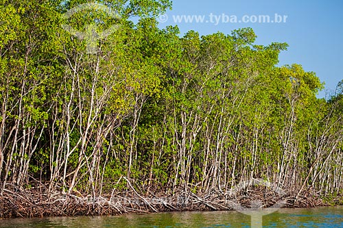  Subject: Mangrove vegetation known as White Mangrove (Laguncularia racemosa) - Mouth of Preguiças River / Place: Barreirinhas city - Maranhao state (MA) - Brazil / Date: 06/2013 