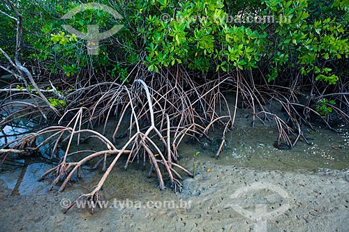  Subject: Mangrove vegetation known as Red Mangrove (Rhizophora mangle) - Mouth of Preguiças River / Place: Barreirinhas city - Maranhao state (MA) - Brazil / Date: 06/2013 