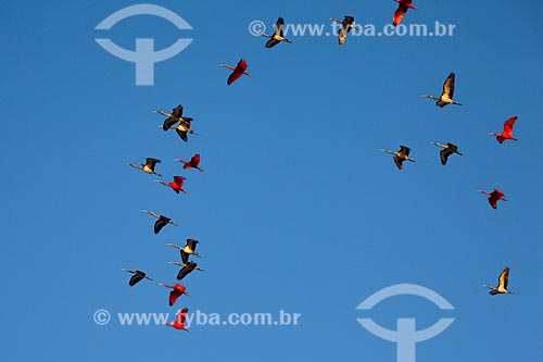  Subject: Scarlate ibis (Eudocimus ruber) - Lencois Maranhenses National Park / Place: Barreirinhas city - Maranhao state (MA) - Brazil / Date: 06/2013 