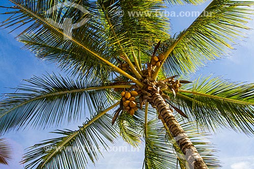  Subject: Coconut palm trees at Cururupe Beach / Place: Ilheus city - Bahia state (BA) - Brazil / Date: 02/2014 