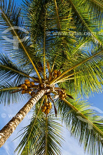  Subject: Coconut palm trees at Cururupe Beach / Place: Ilheus city - Bahia state (BA) - Brazil / Date: 02/2014 