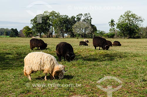  Subject: Sheep in pasture / Place: Sao Miguel das Missoes city - Rio Grande do Sul state (RS) - Brazil / Date: 06/2012 