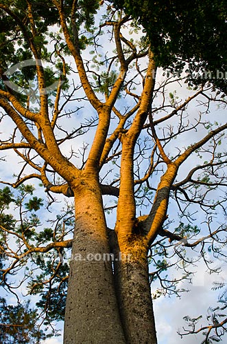  Subject: View of silk floss tree - Ceiba Speciosa / Place: Chapada dos Guimaraes - Mato Grosso state (MT) - Brazil / Date: 07/2013 