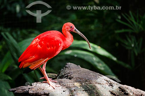  Subject: Scarlet Ibis (Eudocimus ruber) in the Birds Park / Place: Foz do Iguacu city - Parana state (PR) - Brazil / Date: 04/2014 