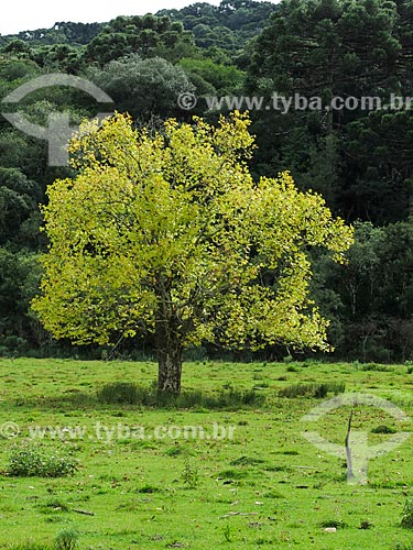  Subject: Platanus during autumn / Place: Canela city - Rio Grande do Sul state (RS) - Brazil / Date: 04/2014 