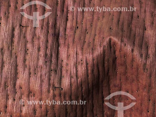  Subject: Bark of Araucaria detail (Araucaria angustifolia) / Place: Canela city - Rio Grande do Sul state (RS) - Brazil / Date: 04/2014 