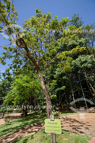  Subject: Brazilwood (Caesalpinia echinata Lam.) - Bosque dos Buritis (Woods of Buritis) / Place: Goiania city - Goias state (GO) - Brazil / Date: 05/2014 