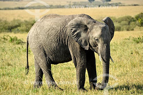  Subject: Elephant (Loxodonta africana) grazing - Maasai Mara National Reserve / Place: Rift Valley - Kenya - Africa / Date: 09/2012 