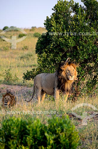  Subject: Lions (Phantera leo) - Maasai Mara National Reserve / Place: Rift Valley - Kenya - Africa / Date: 09/2012 