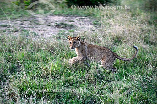  Subject: Lion puppy (Phantera leo) - Maasai Mara National Reserve / Place: Rift Valley - Kenya - Africa / Date: 09/2012 