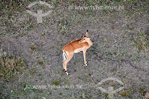  Subject: Aerial view of Impala (Aepyceros melampus) - Maasai Mara National Reserve / Place: Rift Valley - Kenya - Africa / Date: 09/2012 
