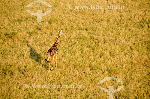  Subject: Masai Giraffe (Giraffa camelopardalis tippelskirchi) - Maasai Mara National Reserve / Place: Rift Valley - Kenya - Africa / Date: 09/2012 