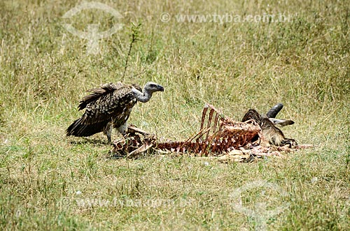  Subject: Vulture and carcass of Blue Wildebeest - Maasai Mara National Reserve / Place: Rift Valley - Kenya - Africa / Date: 09/2012 