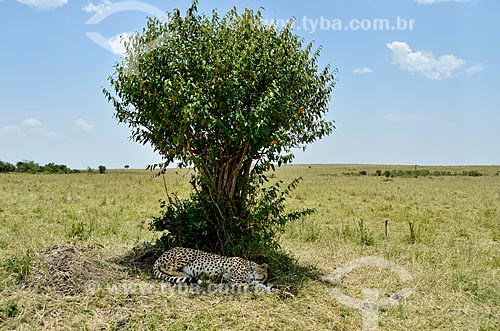  Subject: Cheetah (Acinonyx jubatus) - Maasai Mara National Reserve / Place: Rift Valley - Kenya - Africa / Date: 09/2012 