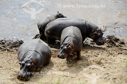  Subject: Hippos in the Mara River which separates the territories of the reserves of Maasai Mara in Kenya and Serengeti in Tanzania / Place: Rift Valley - Kenya - Africa / Date: 09/2012 