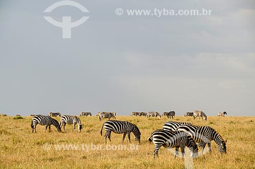  Subject: Zebras in Maasai Mara National Reserve / Place: Rift Valley - Kenya - Africa / Date: 09/2012 