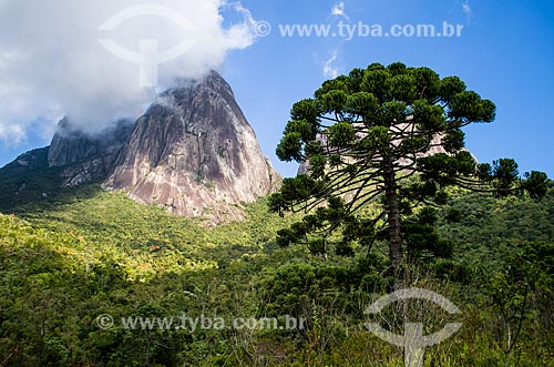  Subject: Araucaria (Araucaria angustifolia) with the Tres Picos de Salinas (Three Peaks of Salinas) in the background - Tres Picos State Park / Place: Teresopolis city - Rio de Janeiro state (RJ) - Brazil / Date: 05/2014 