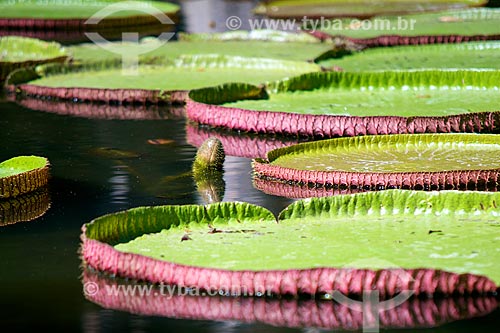  Subject: Victoria regia (Victoria amazonica) - also known as Amazon Water Lily or Giant Water Lily - Sir Seewoosagur Ramgoolam Botanical Garden - also known as Jardin de Pamplemousse / Place: Pamplemousses district - Mauritius - Africa / Date: 11/20 