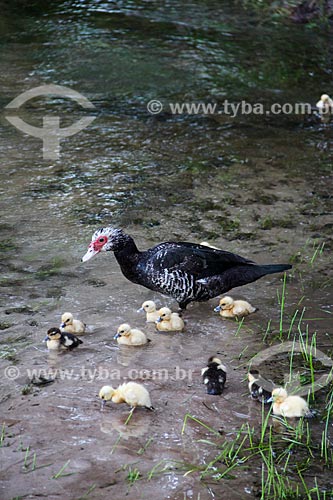  Subject: Duck with ducklings / Place: Humaita city - Amazonas state (AM) - Brazil / Date: 07/2012 