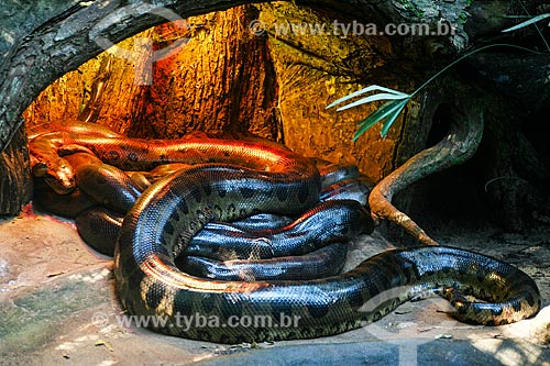  Subject: Green anaconda (Eunectes murinus) - Aves Park (Birds Park) / Place: Foz do Iguacu city - Parana state (PR) - Brazil / Date: 05/2008 