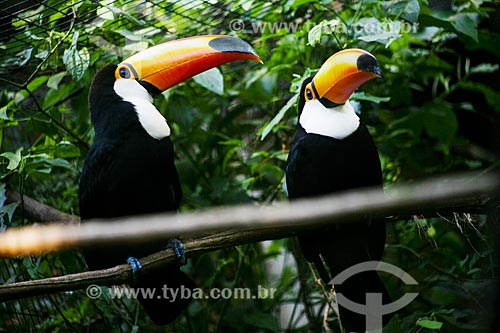  Subject: Toco Toucan (Ramphastos toco) - Aves Park (Birds Park) / Place: Foz do Iguacu city - Parana state (PR) - Brazil / Date: 05/2008 