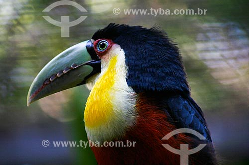  Subject: Green-billed Toucan (Ramphastos dicolorus) - also known as the Red-breasted Toucan - Aves Park (Birds Park) / Place: Foz do Iguacu city - Parana state (PR) - Brazil / Date: 05/2008 