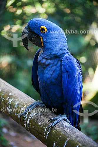  Subject: Hyacinth Macaw (Anodorhynchus hyacinthinus) - also known as Hyacinthine Macaw - Aves Park (Birds Park) / Place: Foz do Iguacu city - Parana state (PR) - Brazil / Date: 05/2008 