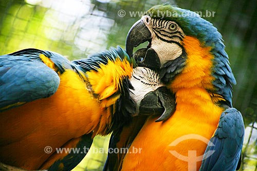  Subject: Blue-and-yellow Macaw (Ara ararauna) - also known as the Blue-and-gold Macaw - Aves Park (Birds Park) / Place: Foz do Iguacu city - Parana state (PR) - Brazil / Date: 05/2008 