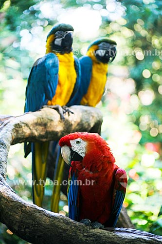  Subject: Macaws - Aves Park (Birds Park) / Place: Foz do Iguacu city - Parana state (PR) - Brazil / Date: 05/2008 