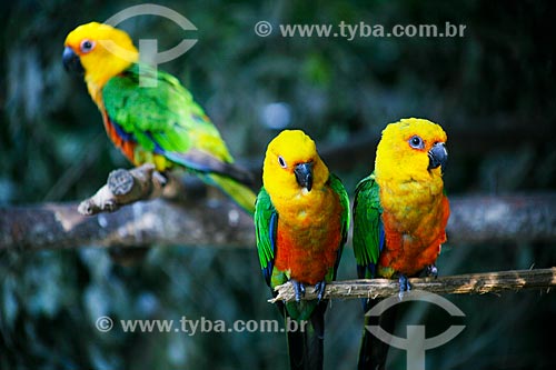  Subject: Jandaya Parakeet (Aratinga jandaya) - also known as Jenday Conure - Aves Park (Birds Park) / Place: Foz do Iguacu city - Parana state (PR) - Brazil / Date: 05/2008 