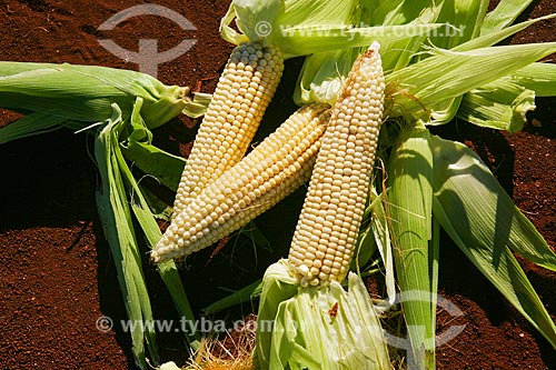  Subject: Detail of corn cob / Place: Foz do Iguacu city - Parana state (PR) - Brazil / Date: 05/2008 