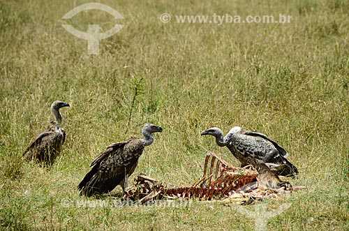  Subject: Vulture and carcass of Blue Wildebeest - Maasai Mara National Reserve / Place: Rift Valley - Kenya - Africa / Date: 09/2012 