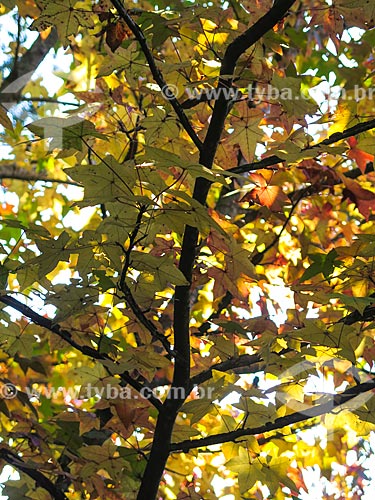  Subject: Platanus leafs during the autumn / Place: Canela city - Rio Grande do Sul state (RS) - Brazil / Date: 05/2014 