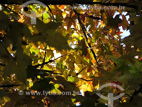  Subject: Platanus leafs during the autumn / Place: Canela city - Rio Grande do Sul state (RS) - Brazil / Date: 05/2014 