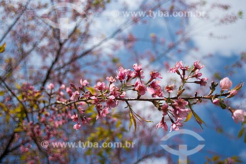  Subject: Japanese Cherry Blossom / Place: Visconde de Maua district - Resende city - Rio de Janeiro state (RJ) - Brazil / Date: 06/2014 