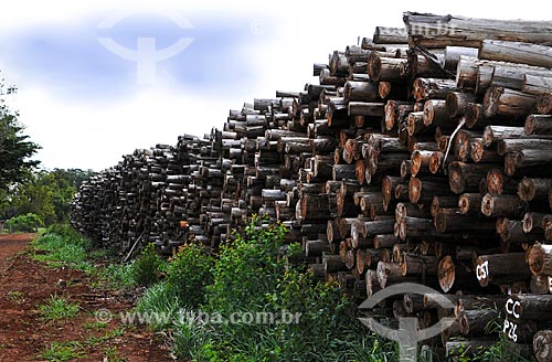  Subject: Cut trunks of eucalyptus / Place: Paranapanema city - Sao Paulo state (SP) - Brazil / Date: 04/2014 