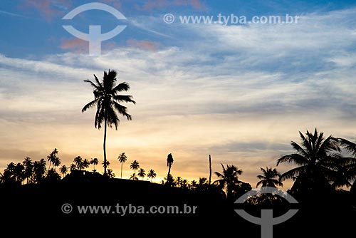  Subject: Coconut palms - Camacho Beach / Place: Maragogi city - Alagoas state (AL) - Brazil / Date: 12/2013 