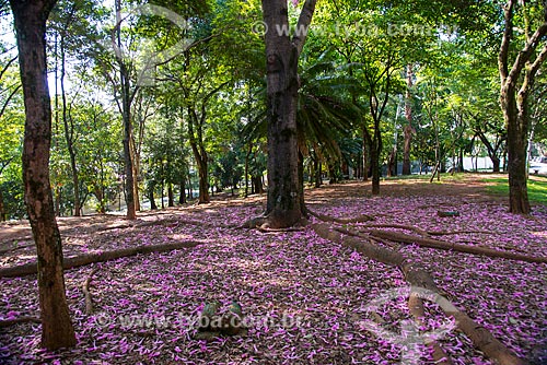  Subject: Trees - Rafael Sapienza Square - Vila Madalena / Place: Pinheiros neighborhood - Sao Paulo city - Sao Paulo state (SP) - Brazil / Date: 03/2014 