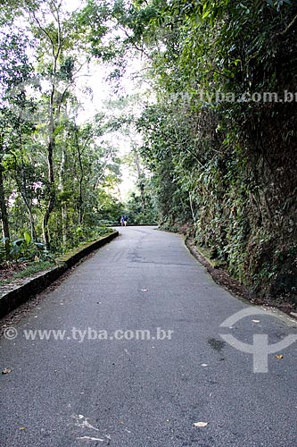  Subject: Road of Paineiras / Place: Rio de Janeiro city - Rio de Janeiro state (RJ) - Brazil / Date: 08/2014 