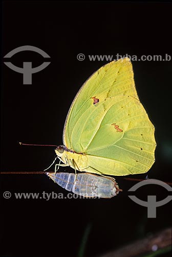  Orange-tipped Angled-sulphur (Anteos menippe) butterfly newborn  - Brazil